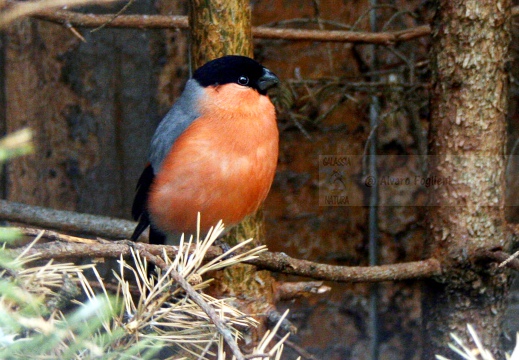 CIUFFOLOTTO, Bullfinch, Pyrrhula pyrrhula