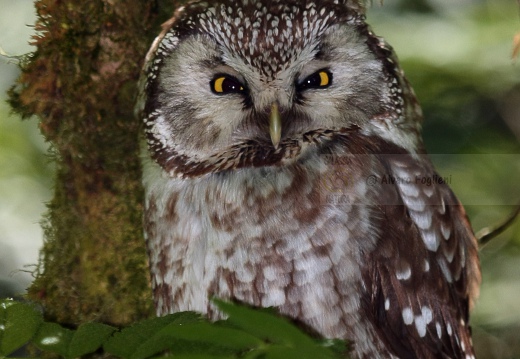 CIVETTA CAPOGROSSO, Tengmalm's Owl, Aegolius funereus 