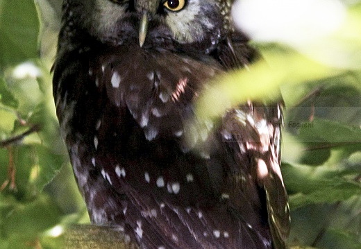 CIVETTA CAPOGROSSO, Tengmalm's Owl, Aegolius funereus 