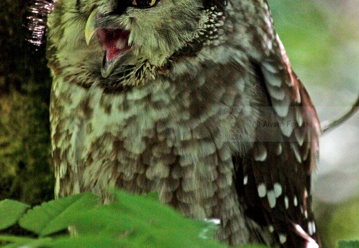 CIVETTA CAPOGROSSO, Tengmalm's Owl, Aegolius funereus 