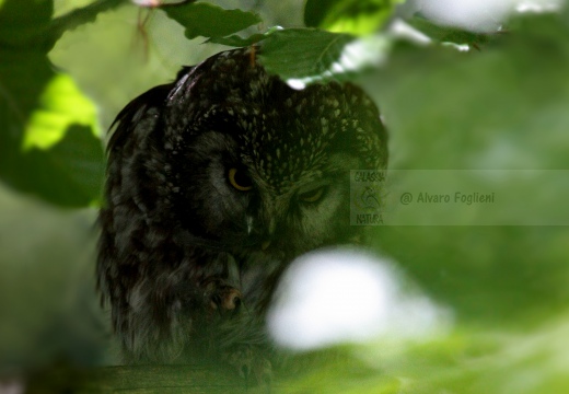 CIVETTA CAPOGROSSO, Tengmalm's Owl, Aegolius funereus 