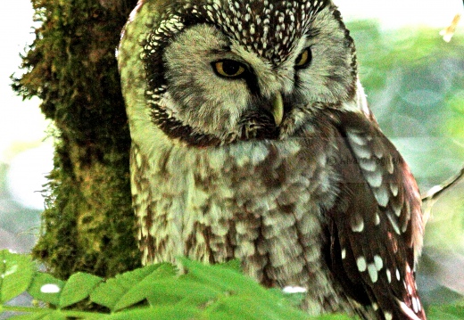 CIVETTA CAPOGROSSO, Tengmalm's Owl, Aegolius funereus 