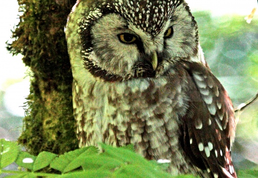 CIVETTA CAPOGROSSO, Tengmalm's Owl, Aegolius funereus 