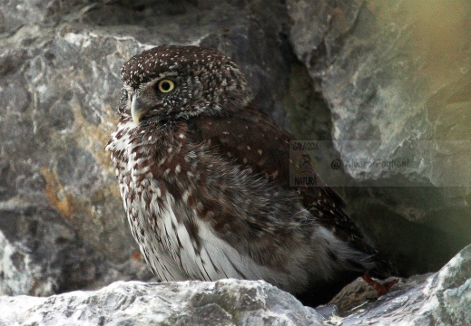 CIVETTA NANA, Pygmy Owl, Glaucidium passerinum