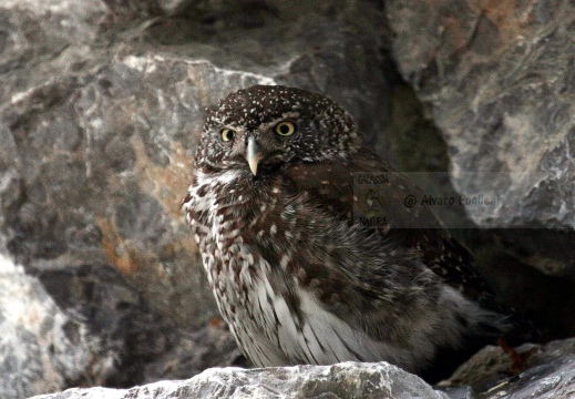 CIVETTA NANA, Pygmy Owl, Glaucidium passerinum