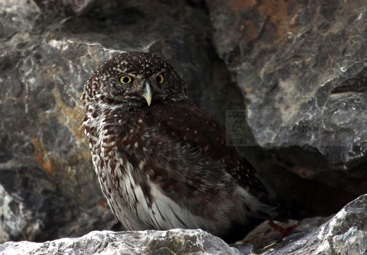 CIVETTA NANA, Pygmy Owl, Glaucidium passerinum