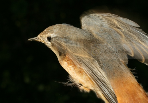CODIROSSO COMUNE, Redstart, Phoenicurus phoenicurus