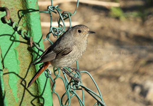 CODIROSSO COMUNE, Redstart, Phoenicurus phoenicurus