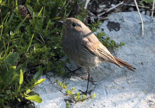 CODIROSSO COMUNE, Redstart, Phoenicurus phoenicurus