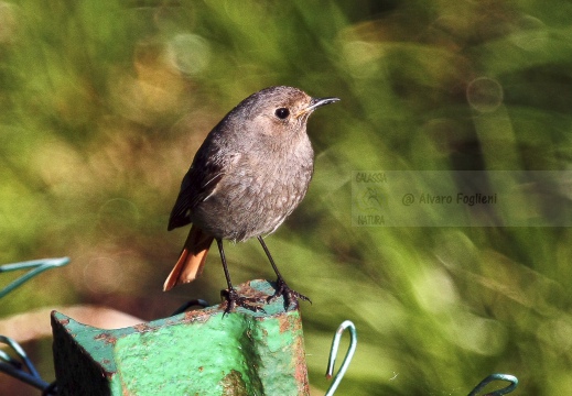 CODIROSSO COMUNE, Redstart, Phoenicurus phoenicurus