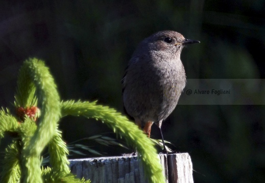 CODIROSSO COMUNE, Redstart, Phoenicurus phoenicurus