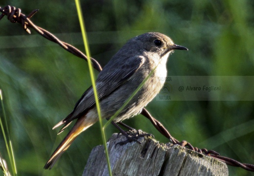 CODIROSSO COMUNE, Redstart, Phoenicurus phoenicurus