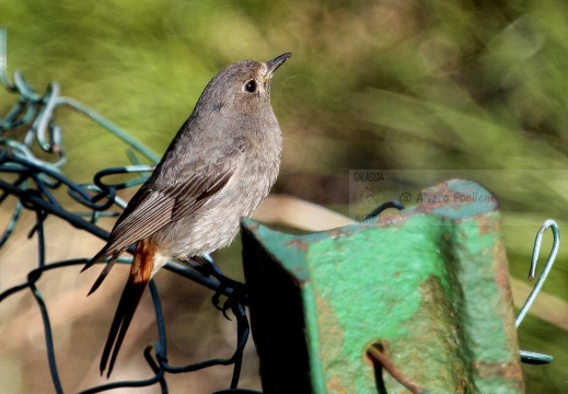 CODIROSSO COMUNE, Redstart, Phoenicurus phoenicurus