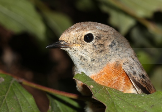 CODIROSSO COMUNE, Redstart, Phoenicurus phoenicurus