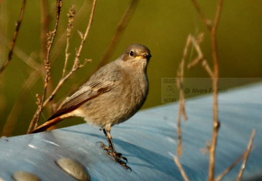 CODIROSSO COMUNE, Redstart, Phoenicurus phoenicurus