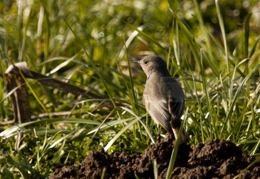 CODIROSSO COMUNE, Redstart, Phoenicurus phoenicurus