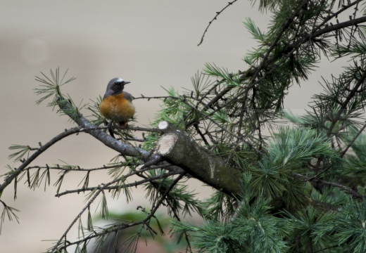 CODIROSSO COMUNE, Redstart, Phoenicurus phoenicurus