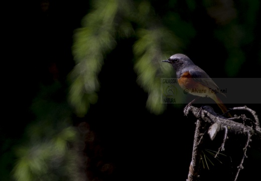 CODIROSSO COMUNE, Redstart, Phoenicurus phoenicurus