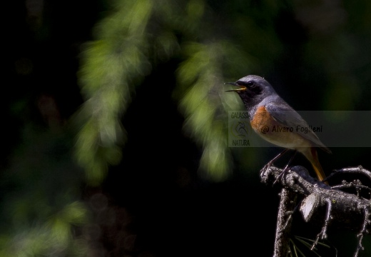 CODIROSSO COMUNE, Redstart, Phoenicurus phoenicurus