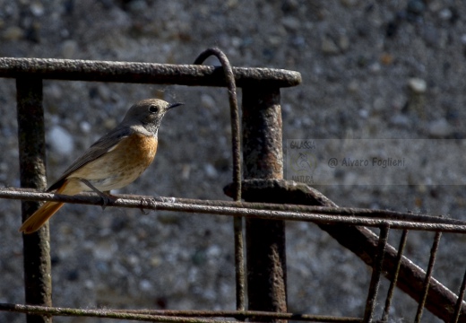 CODIROSSO COMUNE, Redstart, Phoenicurus phoenicurus