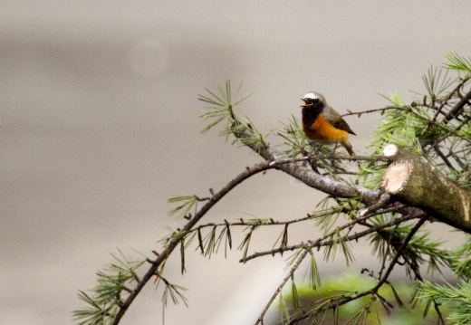 CODIROSSO COMUNE, Redstart, Phoenicurus phoenicurus