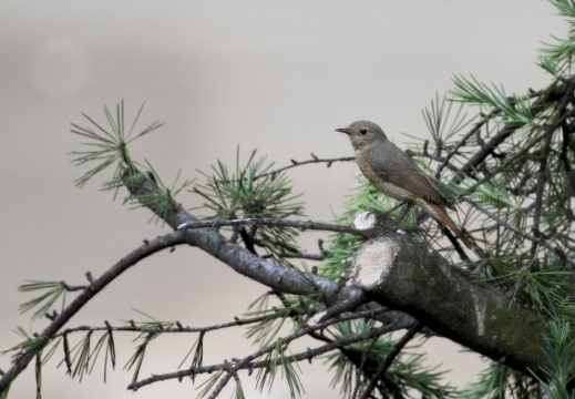 CODIROSSO COMUNE, Redstart, Phoenicurus phoenicurus