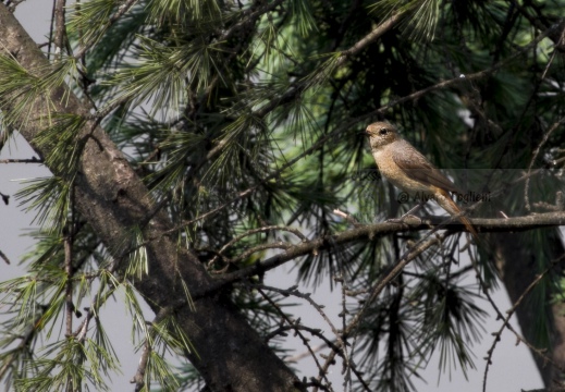 CODIROSSO COMUNE, Redstart, Phoenicurus phoenicurus