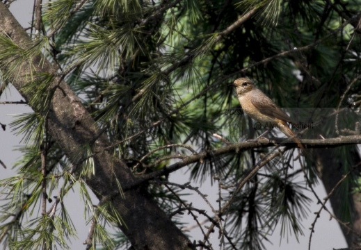 CODIROSSO COMUNE, Redstart, Phoenicurus phoenicurus