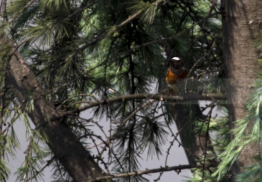 CODIROSSO COMUNE, Redstart, Phoenicurus phoenicurus