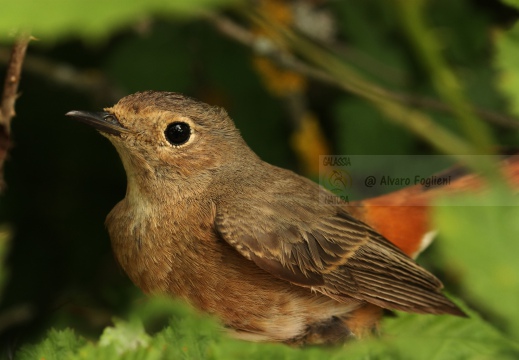 CODIROSSO COMUNE, Redstart, Phoenicurus phoenicurus