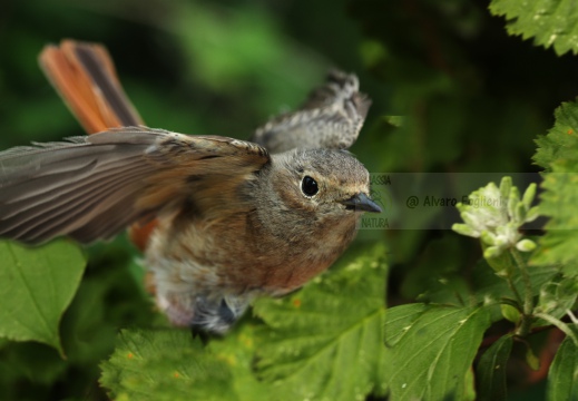 CODIROSSO COMUNE, Redstart, Phoenicurus phoenicurus