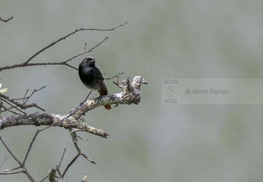 CODIROSSO SPAZZACAMINO, Black Redstart, Phoenicurus ochruros