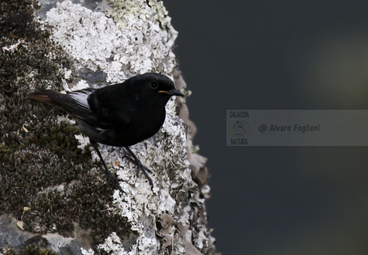 CODIROSSO SPAZZACAMINO, Black Redstart, Phoenicurus ochruros