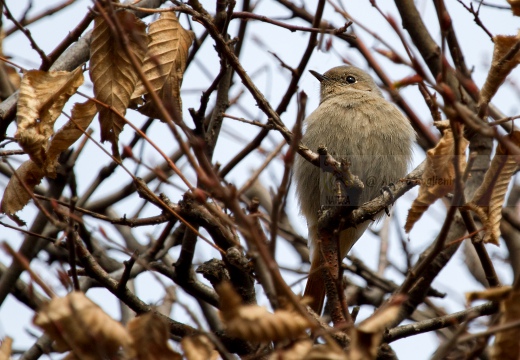 CODIROSSO SPAZZACAMINO, Black Redstart, Phoenicurus ochruros