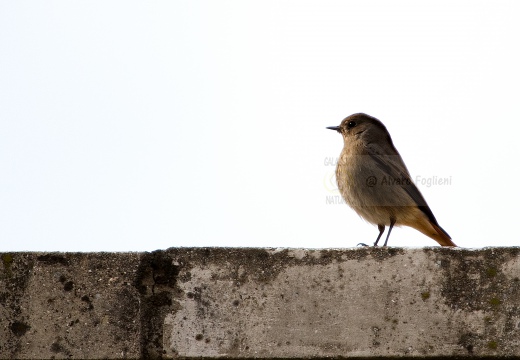 CODIROSSO SPAZZACAMINO, Black Redstart, Phoenicurus ochruros