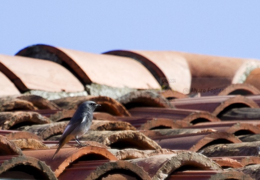 CODIROSSO SPAZZACAMINO, Black Redstart, Phoenicurus ochruros