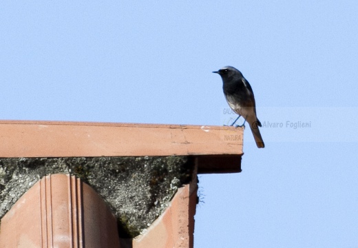 CODIROSSO SPAZZACAMINO, Black Redstart, Phoenicurus ochruros