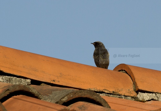 CODIROSSO SPAZZACAMINO, Black Redstart, Phoenicurus ochruros