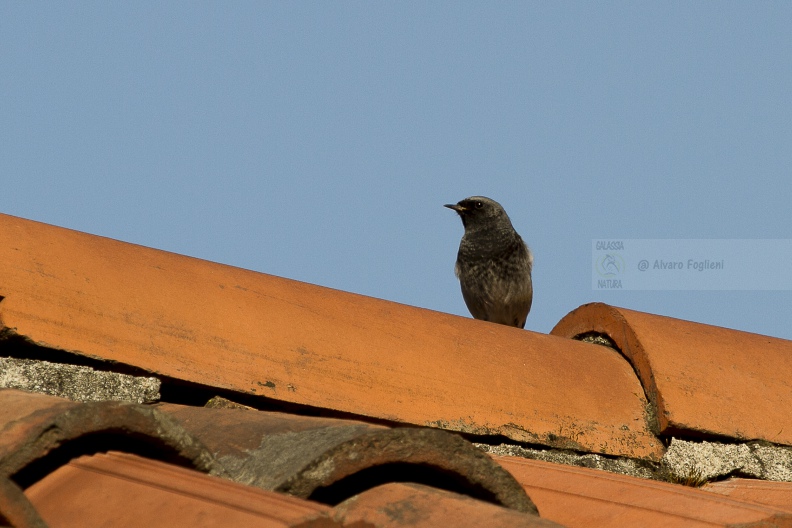 Codirosso spazzacamino   IMG_B0748.jpg