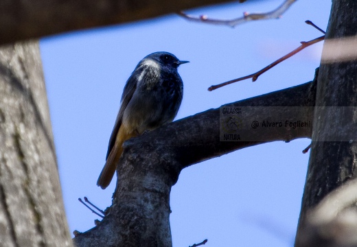 CODIROSSO SPAZZACAMINO, Black Redstart, Phoenicurus ochruros