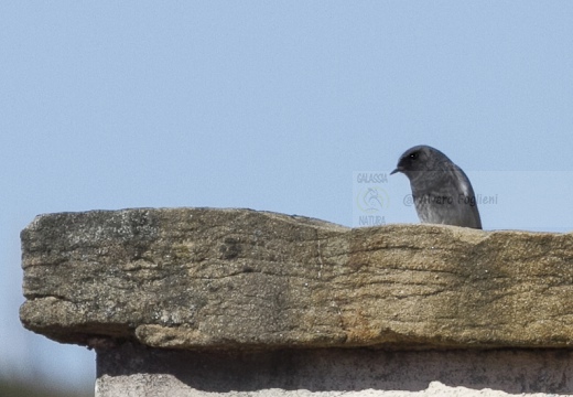 CODIROSSO SPAZZACAMINO, Black Redstart, Phoenicurus ochruros