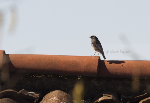 CODIROSSO SPAZZACAMINO, Black Redstart, Phoenicurus ochruros