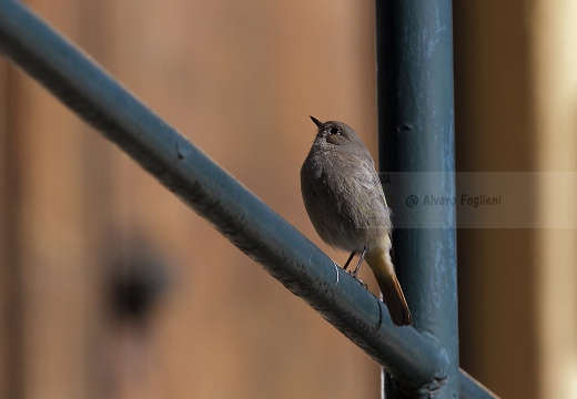 CODIROSSO SPAZZACAMINO, Black Redstart, Phoenicurus ochruros