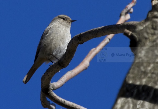 CODIROSSO SPAZZACAMINO, Black Redstart, Phoenicurus ochruros