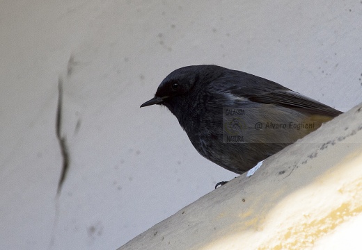 CODIROSSO SPAZZACAMINO, Black Redstart, Phoenicurus ochruros