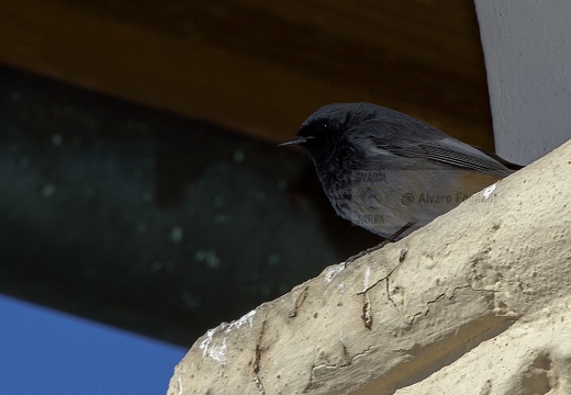 CODIROSSO SPAZZACAMINO, Black Redstart, Phoenicurus ochruros