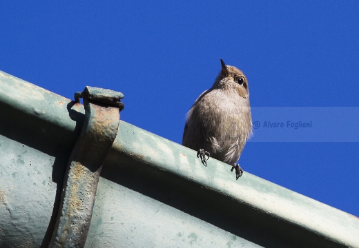 CODIROSSO SPAZZACAMINO, Black Redstart, Phoenicurus ochruros