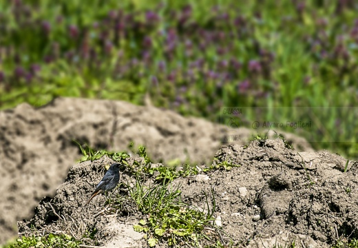 CODIROSSO SPAZZACAMINO, Black Redstart, Phoenicurus ochruros