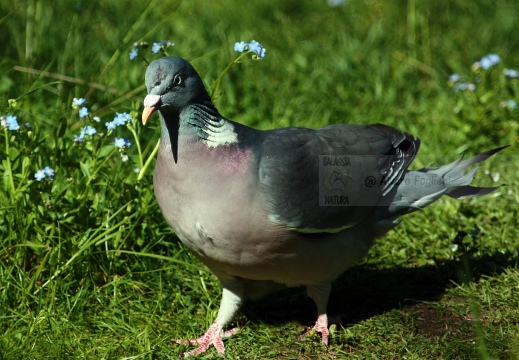 COLOMBELLA , Stock Dove, Columba oenas