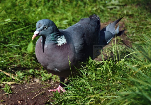 COLOMBELLA , Stock Dove, Columba oenas